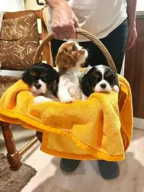 Kavalír king Charles Španěl - štěňátka s PP