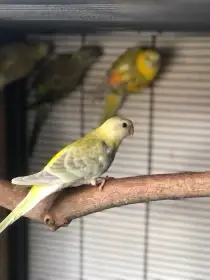 Papoušek zpěvavý a neoféma tyrkysová