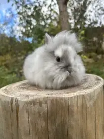 Zakrslý králík Lvíček