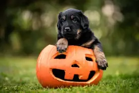 Štěňátka Hovawarta s PP