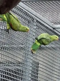 Papoušek červenokřídlý žlutý