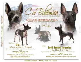 Nahatí kluci s PP pod FCI