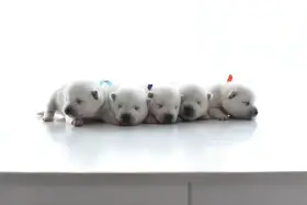 Kishu Inu štěňata s PP FCI