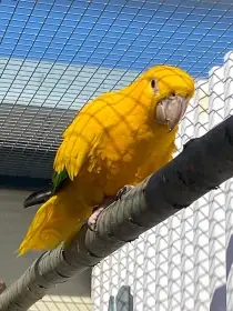 Aratinga žlutý 0,1 Guarouba guarouba