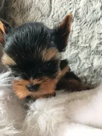 Jorkšírský terier, štěňátka s PP FCI