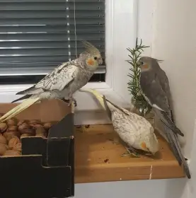 Prodám letošní mláďata korely z chovu v bytě