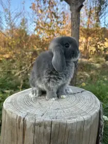 Minilop zakrslý beránek