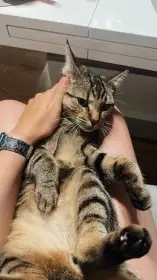 Krásný mourovatý kocourek