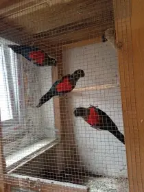 Pyrura červenobřichá