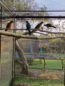 Papoušek kralovský a červenokřidlý