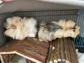 2 krásná rozetová mláďata