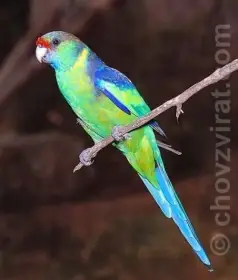 Barnard červenočelý