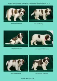 Štěňátka tornjak s chorvatským genem