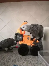 Ochočený žako šedý