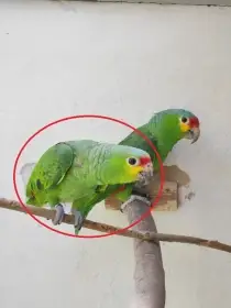 Amazoňan žlutolící