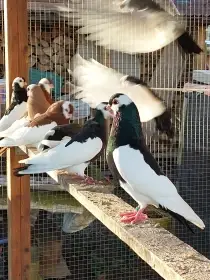 Chov rakovnických kotrláků sedlatých