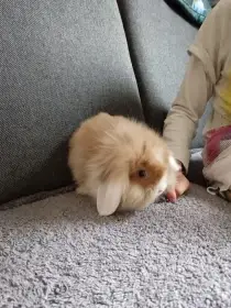 Zakrslý králík hnědý teddy gen - holka