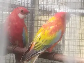 Prodám rosela pestrá gold gold