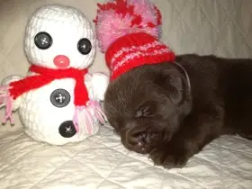 Labradorský retriever s PP Hnědá štěňátka