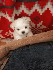 Maltézský psík s PP