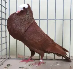 Speciální výstava klubu moravských bělohlávků a moravských voláčů sedlatých