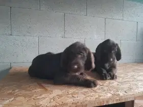 Nabízím štěňata