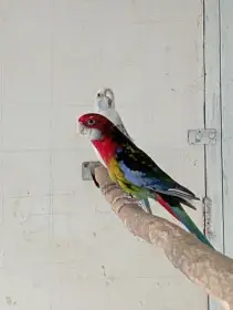 Rosela černá straka