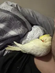 Mládě korely lutino