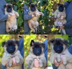 Belgický ovčák Tervueren - štěňátka s PP