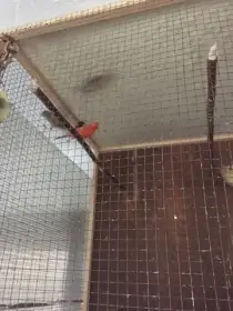 Kanár samec červená isabela