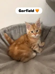 Mainská mývalí koťátka s PP