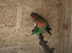 Agapornis růžohrdlý