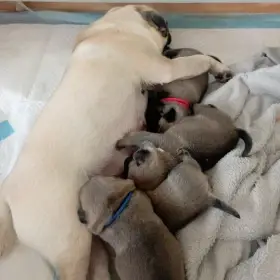 Štěňátka mops s PP