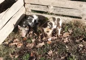 Kune kune