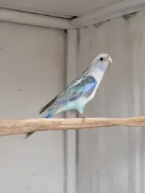 Rosela pestrá černo modrá