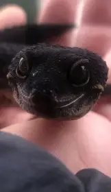 Čistě černý noční leopardí gekon samec