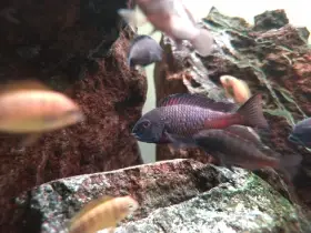 Tropheus chipimba red