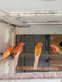 Rosela penant, Alexandr