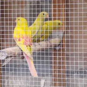 Papoušek horský pastel