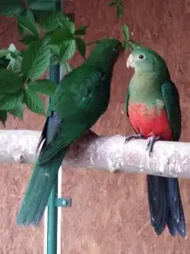 Papoušek královský