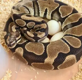 0.1 Scaleless Head - 2500Kč