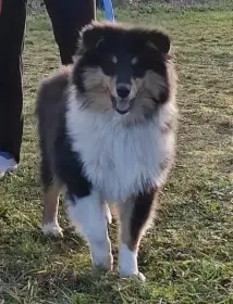 Poslední volný pejsek kolie s pp