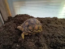 Prodam 4 letou samicku pardali