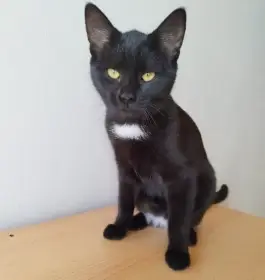 Kočička Barunka hledá nový domov