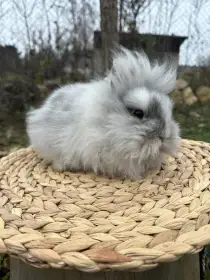 Zakrslý králík lvíček