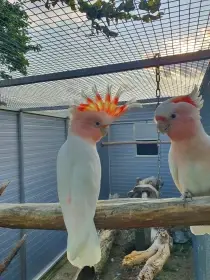 Inka,ruzovy lutino,horsky/lutino