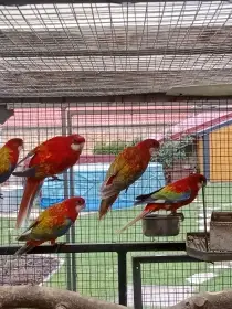 Prodám roselu gold gold opalin