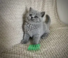 Britská koťátka s PP