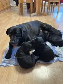 Štěnátka křížence labradora