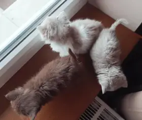 Vanocni britska kotatka